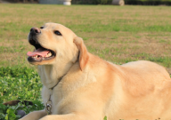 拉布拉多可以吃西兰花吗（有营养吗）