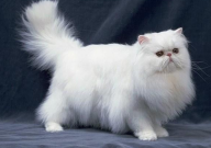 一个月大的猫咪怎么养(喂养方法)