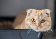 折耳猫不能吃的东西(哪些)