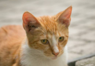 绝育的猫咪为什么还乱尿(原因是什么)