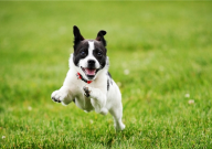 专业养狗的风险与利润(怎么样)