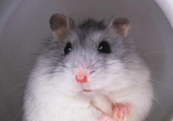 如何让仓鼠开心(活泼)