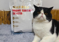 豆腐猫砂和膨润土猫砂哪个比较省钱(区别)