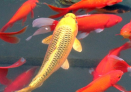 锦鲤吃什么长得快又胖（颜色又好）