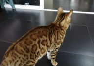 新手能不能养缅因猫(适合新手吗)