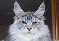 缅因猫和挪威森林猫哪个大(体型)