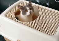 猫砂盆哪种好(好用)