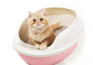 猫砂能倒厕所里吗（分原材料）