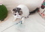波斯猫和加菲猫哪个贵(贵一些)