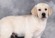 拉布拉多能喝自来水吗（为什么）