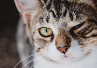 猫绝育手术多久（多久能好）