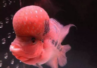 罗汉鱼吃什么长得快(饲料)