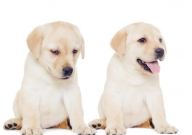 拉布拉多幼犬多少钱（纯种）