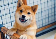 家里有小孩可以养狗吗(会对身体有什么危害吗)