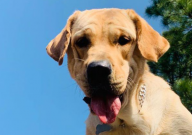 拉布拉多的爱好（是什么）