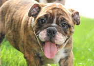 英国斗牛犬怎么养(最好)