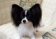 蝴蝶犬智商排名第几(聪明吗)