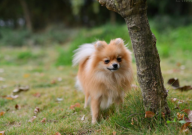 博美犬适合小孩子养吗(能养吗)