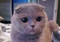 折耳猫吃哪款猫粮比较好(好消化)