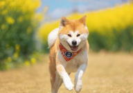 秋田犬的生活习性(有什么)