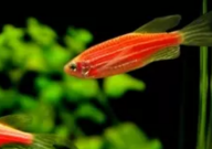 斑马鱼用什么水养(比较好)