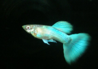 孔雀鱼吃褐藻吗（会死吗）