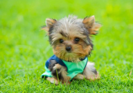 茶杯犬为什么这么小（原因）