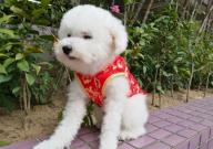 宠物狗衣服品牌有哪些(名字)