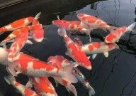 锦鲤可以和泥鳅一起养吗(行不)
