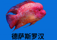 罗汉鱼哪个品种最好看(观赏性强)
