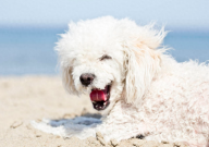 贵宾犬分几种（类型）
