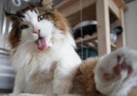 缅因猫起源于哪里（国家）