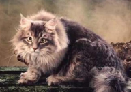 哪个品种的猫好养不贵(又好看)