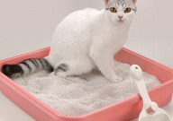 不同的猫砂能混合起来用吗（原因）