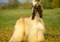 阿富汗猎犬贵吗(值钱吗)
