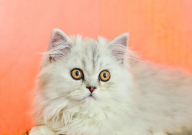 宠物火化行业怎么样（市场前景）