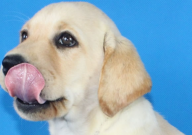 拉布拉多能吃胡萝卜吗（好吗）