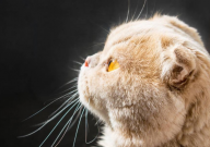 折耳猫为什么喜欢坐着(坐立的原因)