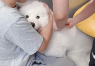 萨摩耶用什么沐浴露(好用)