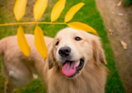 养萨摩耶好还是金毛好(对比)