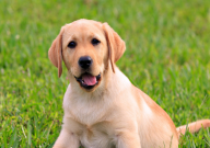 拉布拉多犬可以活多久（能活到多少岁）