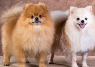 纯博美犬怎么鉴别(特征)
