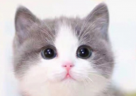 没有猫粮的情况下喂猫吃什么(临时喂点啥)