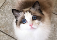 布偶猫可以吃蛋黄吗(怎么喂)