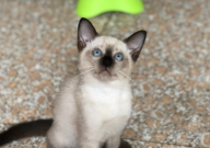 暹罗猫为什么变黑（还能变回来吗）