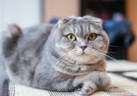 为什么养折耳猫很残忍（原因）