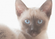 暹罗猫饲养攻略（注意事项）