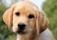 拉布拉多能吃肉吗（怎么吃）