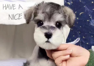 如何挑选雪纳瑞幼犬(要点)