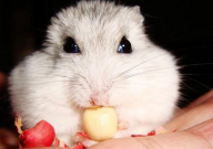 仓鼠怀孕吃什么好(食物)